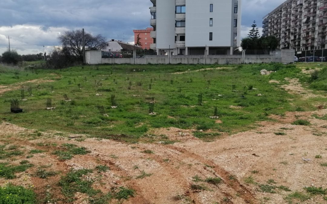 Bosco sociale di Loseto: completata al 90% la messa a dimora delle fitocelle per le nuove alberature