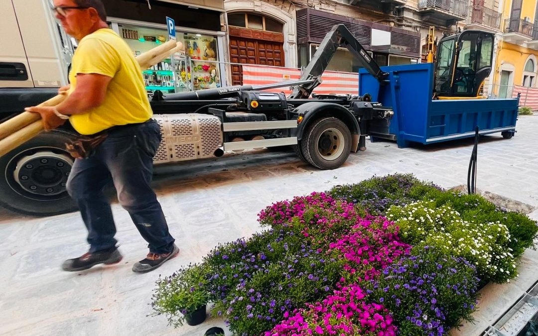 Riqualificazione di via Manzoni, piantati altri undici alberi e cento settembrini. Nell’isolato tra via Calefati e via Abate Gimma: nel fine settimana riapre al passaggio dei pedoni la fascia centrale. Scaramuzzi: “Prende forma il volto verde di via manzoni con 90 nuovi alberi, centinaia di essenze e fiori colorati”